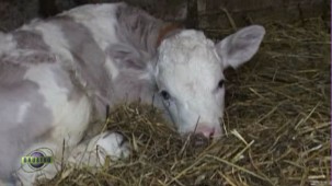 U domaćinstvu porodice Glavonjić, meštana sela Jezdina u blizini Čačka, krava je otelila tele ljubičaste boje